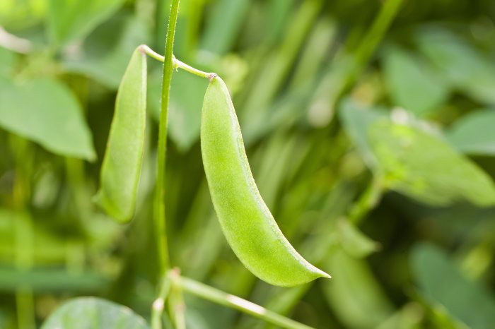 How To Grow Lima Beans In A Bag