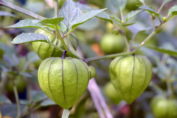 What Are Tomatillos