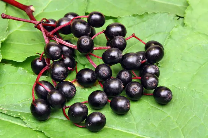 What Is Elderberry