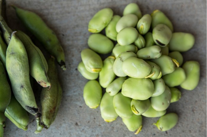 When To Harvest Lima Beans