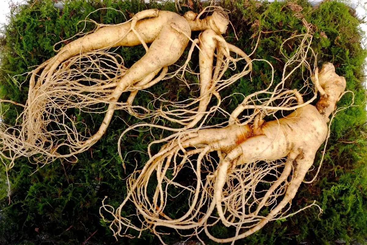 how to grow ginseng indoors