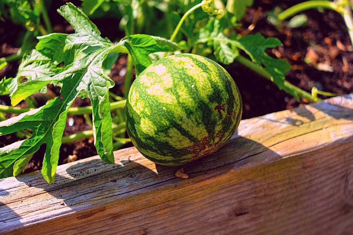 how to grow watermelon in florida