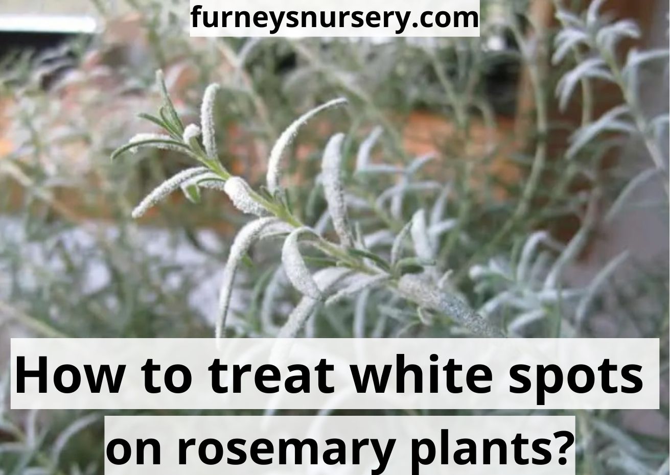 White spots on rosemary: 5 best remedies and solutions