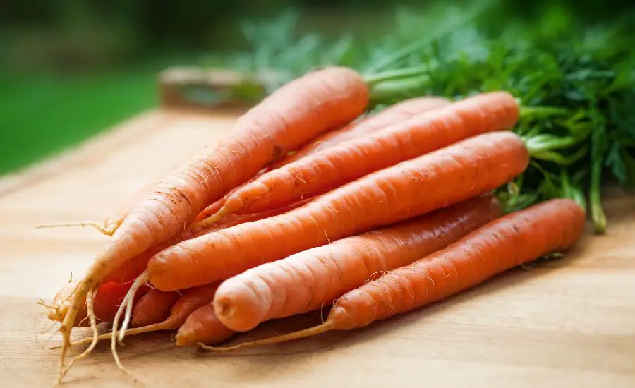 can you grow carrots hydroponically
