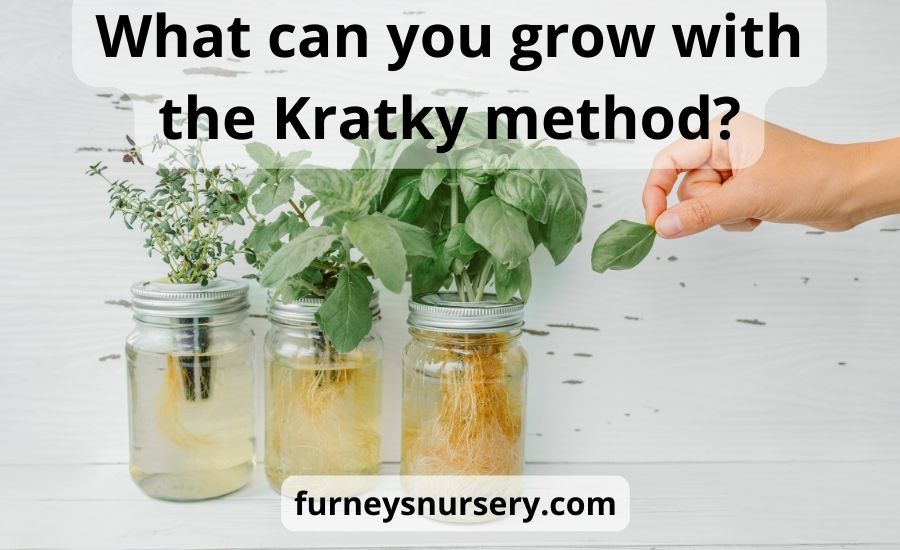 What can you grow with the Kratky method: best helpful guide