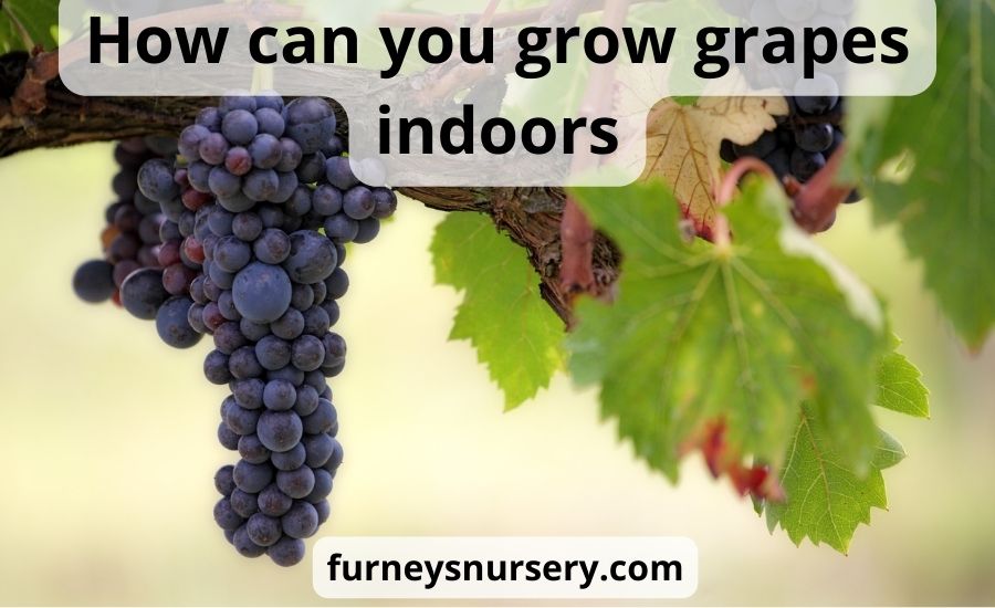 Can you grow grapes indoors: best 6 tips helpful guide