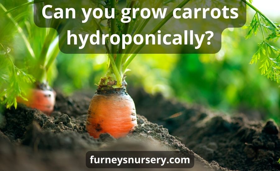 Can you grow carrots hydroponically: helpful 7 best tips