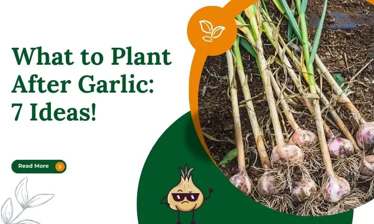 what to plant after garlic