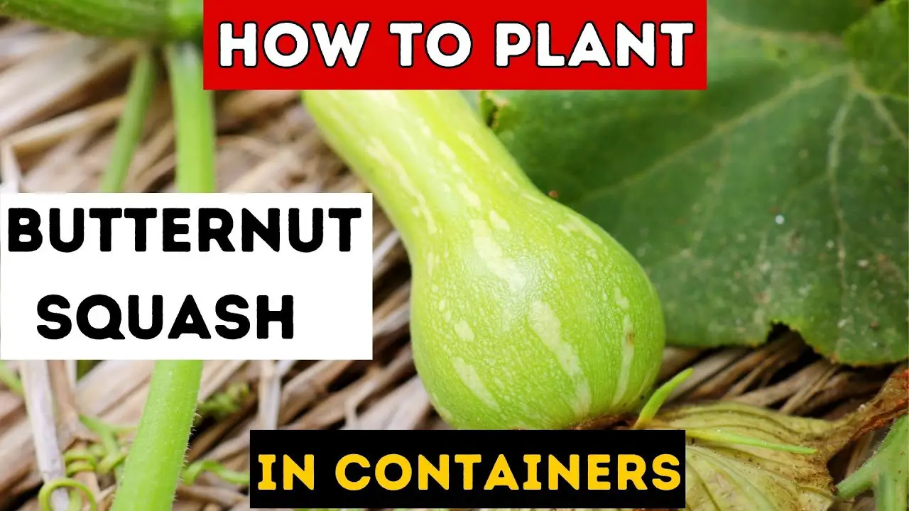 Growing Butternut Squash In Containers: The Best Step-by-step Guide 2024