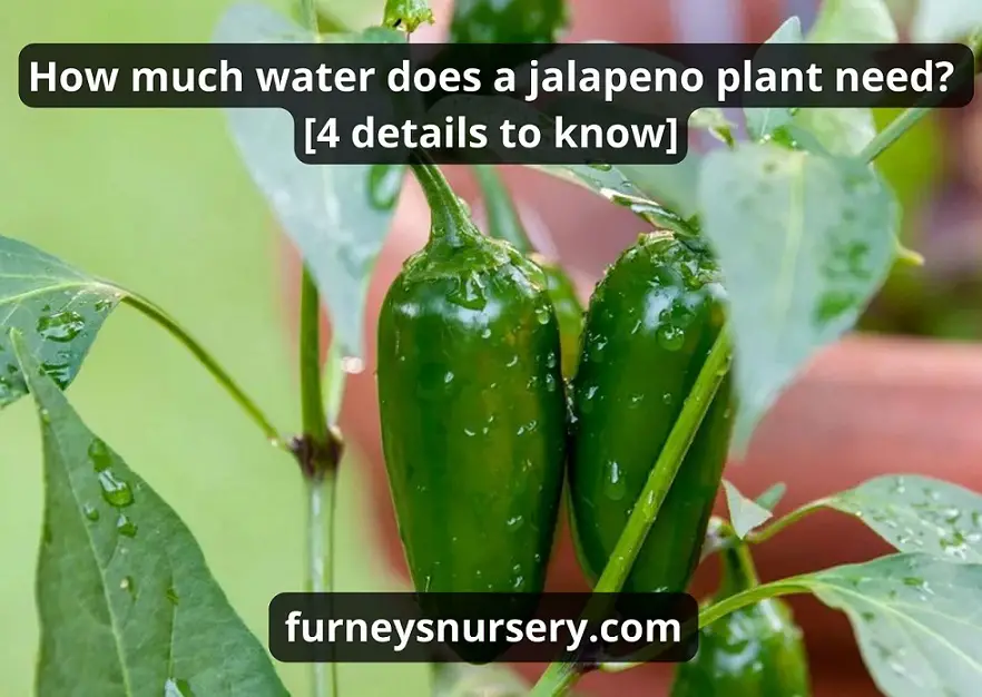 How Much Water Does A Jalapeno Plant Need: 4 Best Tips