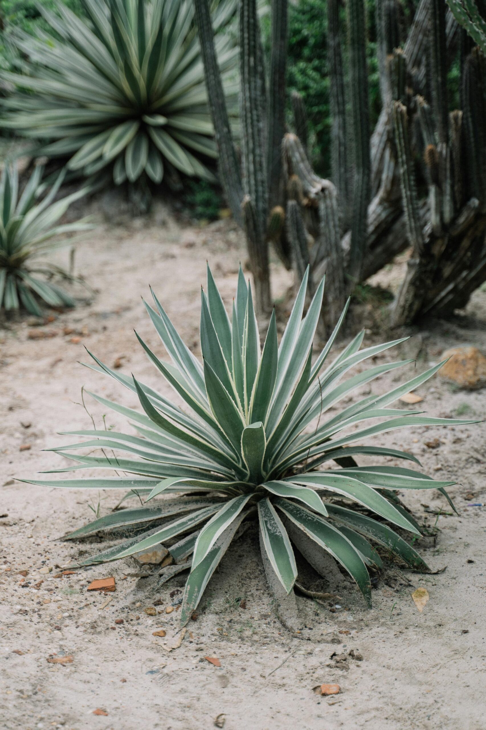 10 Incredible Low-Maintenance Plants