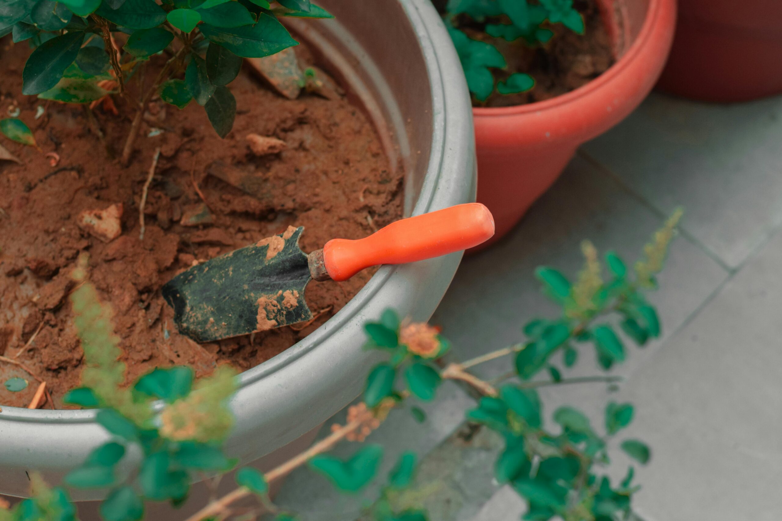 How to Grow Vegetables in Containers