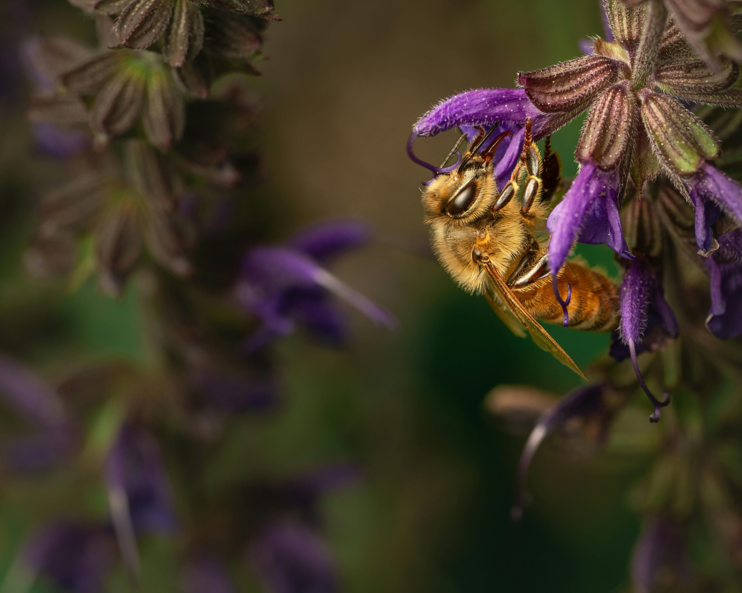 7 shocking mistakes killing your pollinators